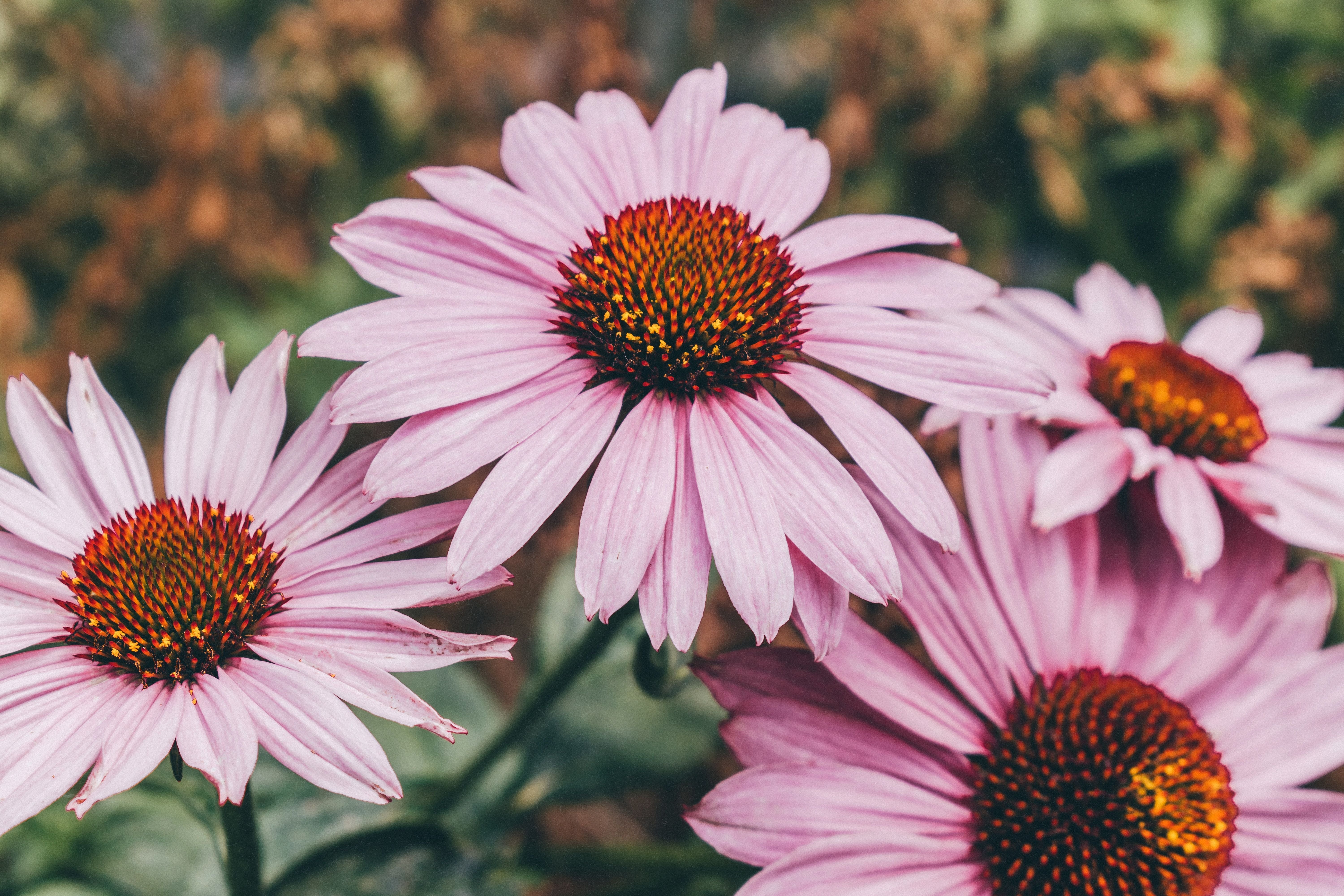 Herbal Medicine Allies for Immunity